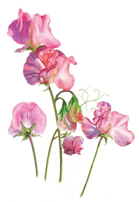 Sweet Pea  Watercolor Flowers Paintings Flower Painting