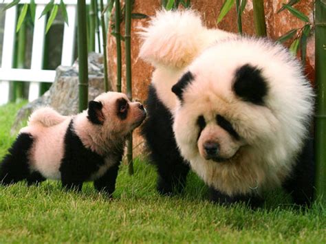 Chow Pandas Canis Lupus Hominis