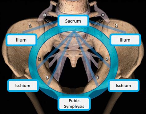 Pelvic Bone Anatomy Ct Human Anatomy