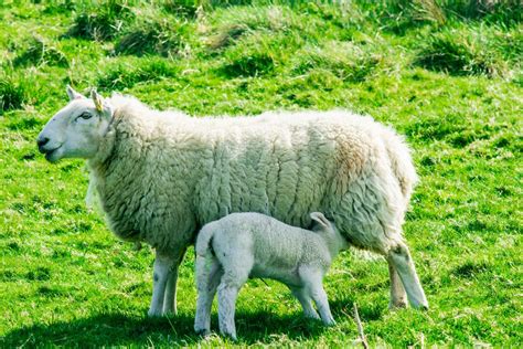 Sheep And Lamb Pictures To Paint View Image Public Domain Free