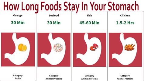 How Long Foods Stay In Your Stomach I Food Digestion Time Chart Youtube