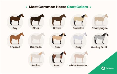 30 Most Common Horse Colors With Color Chart Pet Keen