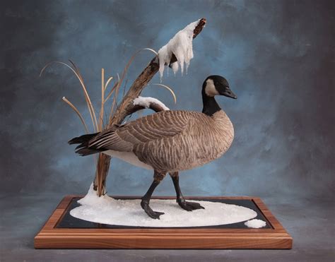 Showpiece Taxidermy Goose Wood Duck And Mallard Mounts