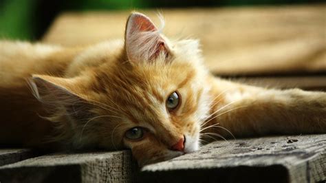 Cat Hd Wallpapers 1080p 64 Images