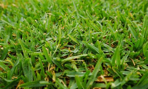 The Best Grass For Texas The Complete Guide Essential Home And Garden