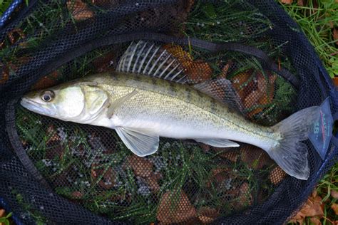 Russell Hilton Fishing Blog How To Catch Your First Zander