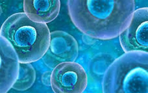 Animal cell what is it. Cell Theory Timeline | Timetoast timelines