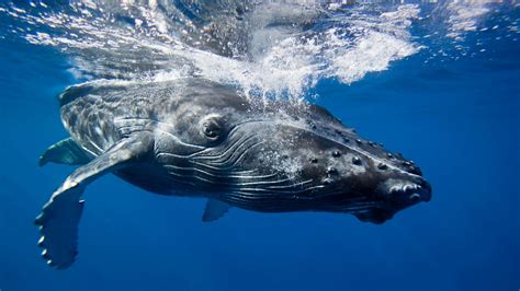 Bbc One Big Blue Live Humpback Whale