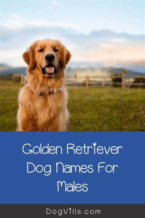 100 Amazing Golden Retriever Dog Names Dogvills Dog Names Golden
