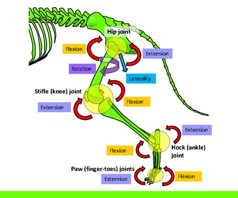 Complete Guide To Dog Joint Anatomy Animal Hackers