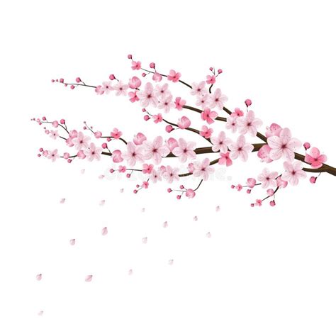 Cherry Blossom Realistic Vector Sakura Japan Stock Vector Illustration Of Japan Pink 68571970