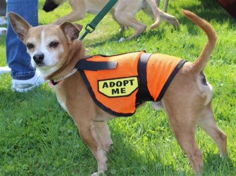 Pet Adoption Fair - All Welcome! | Three Village, NY Patch