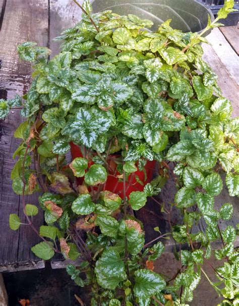 Maybe you would like to learn more about one of these? Ben the Greenhouse Guy: Propagating Lamium by Stem ...