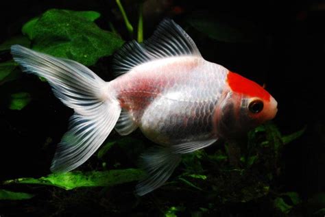 30 Types Of Goldfish Varieties Common And Fancy With Pictures Pet Keen