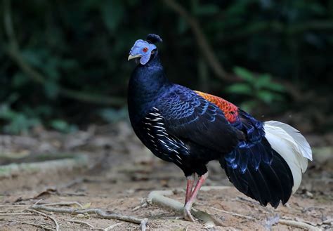 Crested Fireback Lophura Ignita 凤冠火背鹇 Sheau Torng Lim Flickr