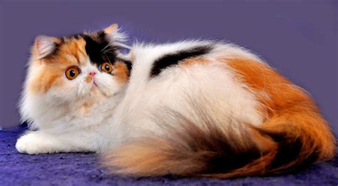 Persian cats are purebred and are expensive for that reason. By variations in color, Persian cats are dividedinto seven ...
