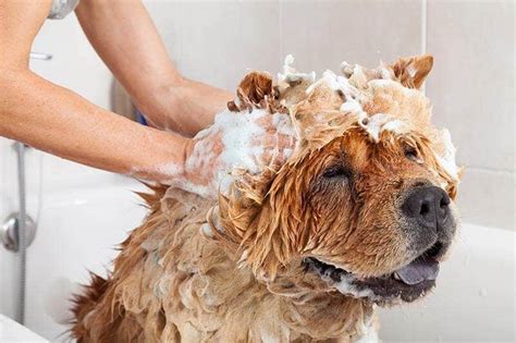 Dog Wash Facilities Diy Dog Wash Petbarn