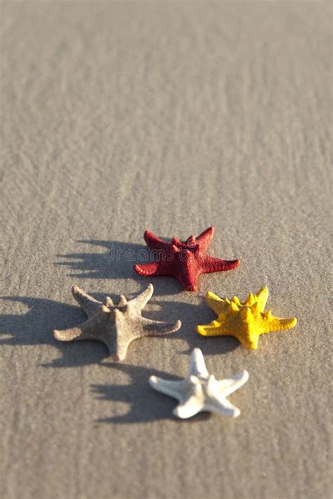 Two Starfish On Sand Stock Photo Image Of Tranquil Color 11247860