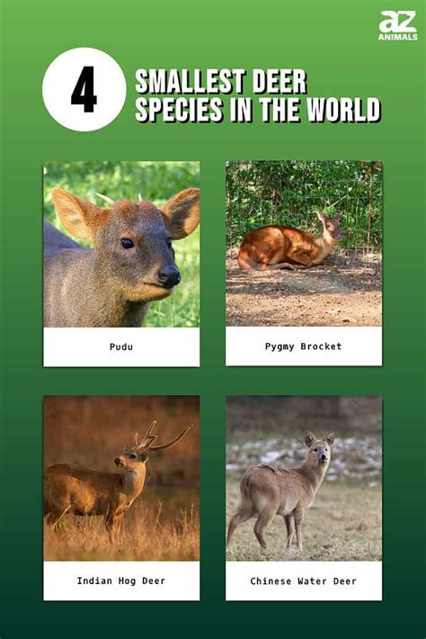 Discover The 4 Smallest Deer Species In The World A Z Animals