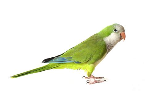 Quaker Parrot Monk Parakeet Facts Diet Lifespan Pet Care Pictures