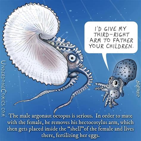 “sperm worms” how male argonauts taught scientists about octopus sex octonation the largest