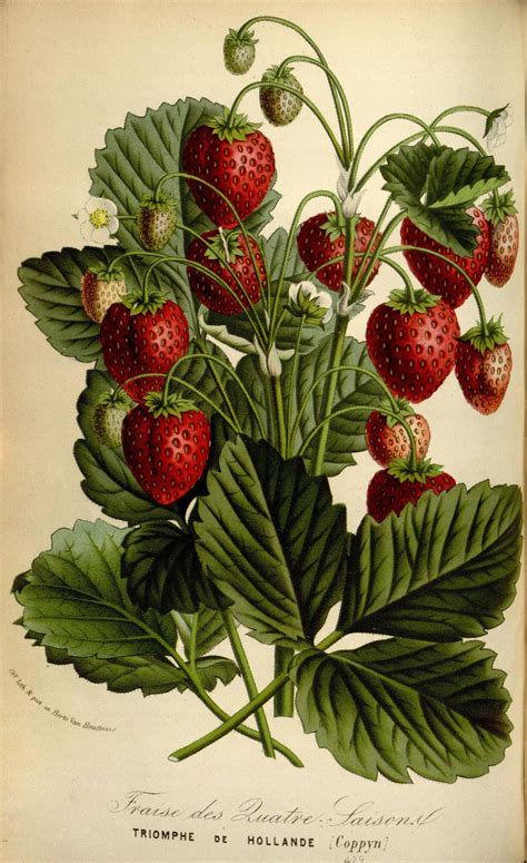 N210w1150 Botanical Drawings Botanical Illustration Vintage