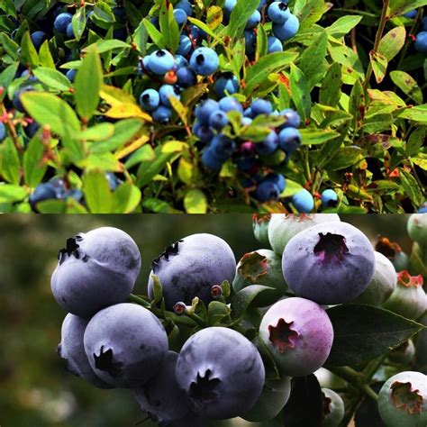 We Bet You Didnt Know These Benefits Of Blueberries Fitfoody