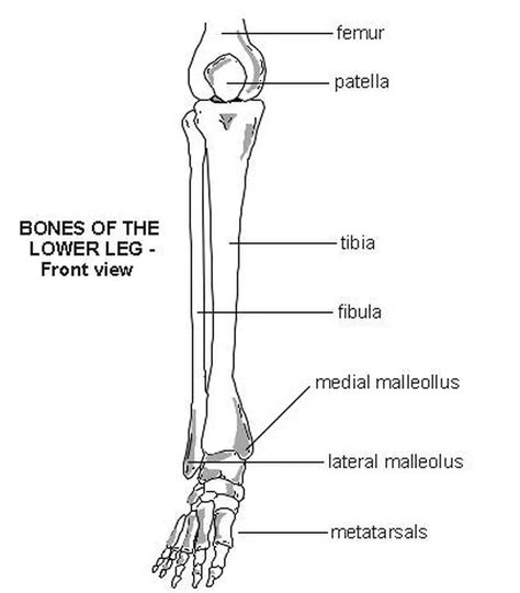 Right Leg Bone Diagram The Lower Limbs Human Anatomy And Physiology