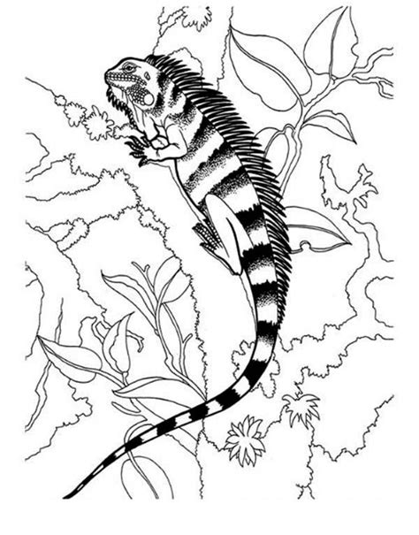 Iguana Black Striped Iguana Coloring Page Coloring Pages