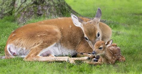 How Do Deer Give Birth And What Are The First Days Like For Fawns