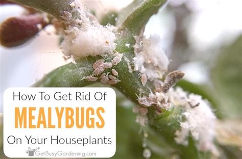 How can i treat or control powdery mildew? How To Get Rid Of Mealybugs On Your Houseplants, For Good ...
