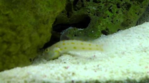 Diamond Goby Sand Sifting In Reef Tank Youtube