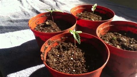 Quitting weed day 7 reddit. marijuana plants: 5 days old marijuana plants update pt.1 ...