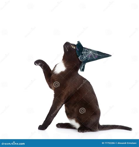 Playful Black Cat With Hat For Halloween Isolated On White Stock Photo