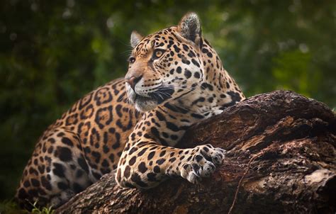 Wallpaper Portrait Predator Jaguar Wild Cat Images For Desktop