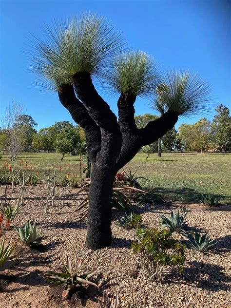 Black Boy Johnsons Grass Tree Plant Care And Growing Basics Water