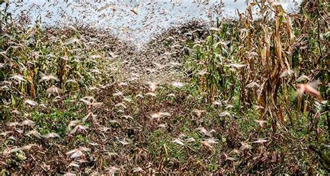 Plaga de langostas llega a américa: #VIDEO: Una plaga de langostas arribó a Argentina ...