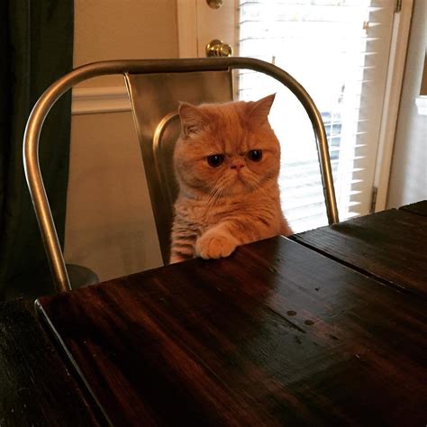 Psbattle George The Cat Sitting At The Table Photoshopbattles