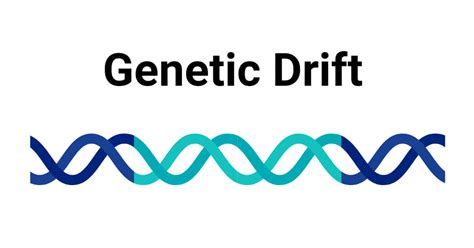 Genetic Drift Definition Types Examples