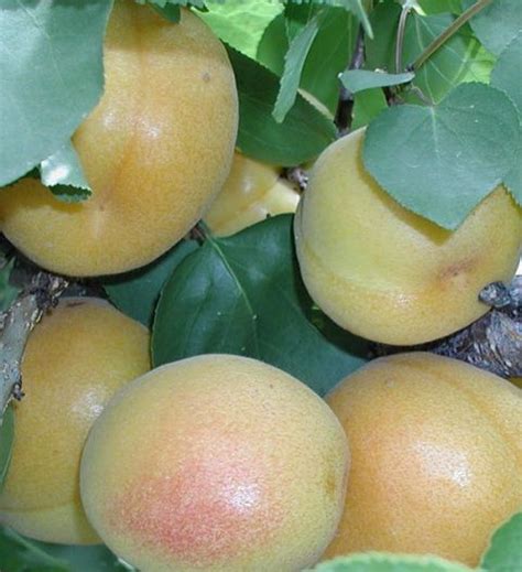 Buy Apricot Trees Online Store Tomorrows Harvest By Burchell Nursery