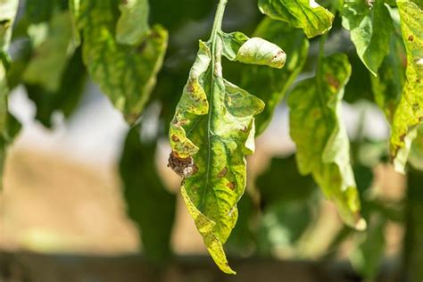 How To Eradicate Early Blight On Tomatoes Alternaria Gardeners Path