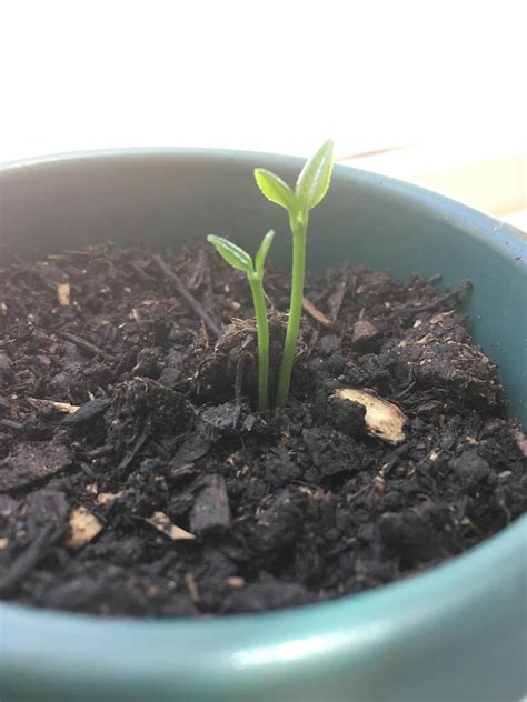 I Planted One Lemon Seed And Got Two Sprouts Gardening