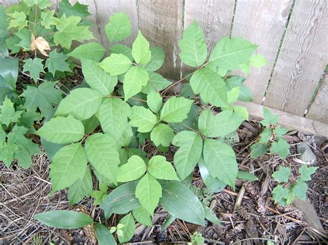 Poison ivy was making enemies as early as the 17th century. Medical Terminology Made Simple: Poison Ivy Dermatitis ...