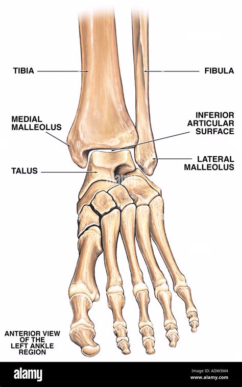 Regions Of Foot Anatomy