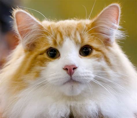 Norwegian Forest Cat Breed Information And Advice Your Cat