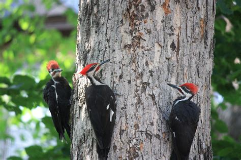 This barrier will keep the woodpeckers from getting back to their preferred spots and, hopefully, they'll find another place they like better. How To Get Rid of Woodpeckers