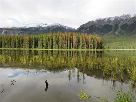 Buck Lake Jasper National Park All You Need To Know Before You Go