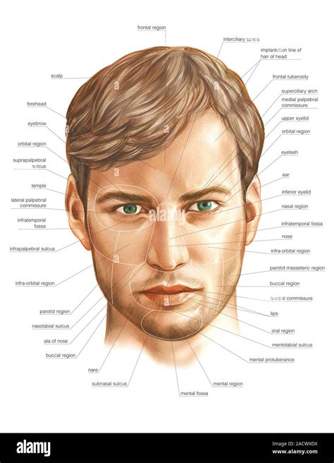 Illustration Of The Head Of The Male This Anterior View With Labels Is