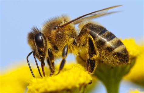 What Are Russian Bees A Complete Guide Bee Professor