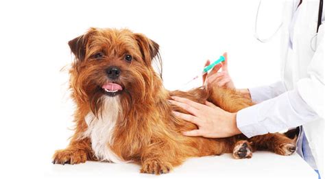 Cortisone For Dogs A Quick Guide